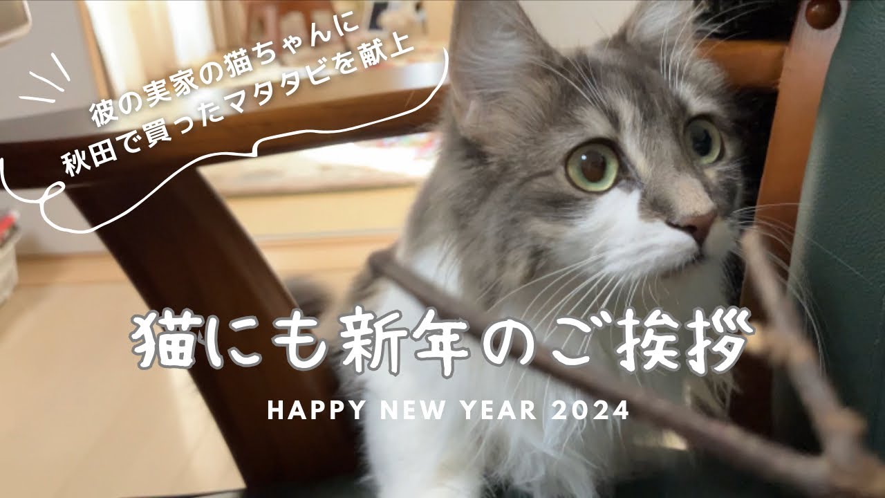 猫にも新年のご挨拶　秋田で買ったマタタビをあげてみました