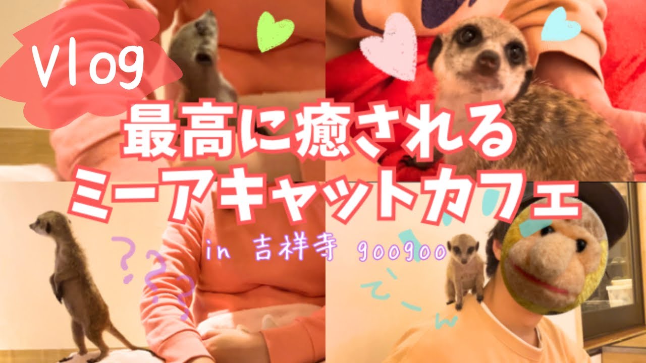 ミーアキャットに癒された　吉祥寺googoo｜Vlog｜動物カフェ