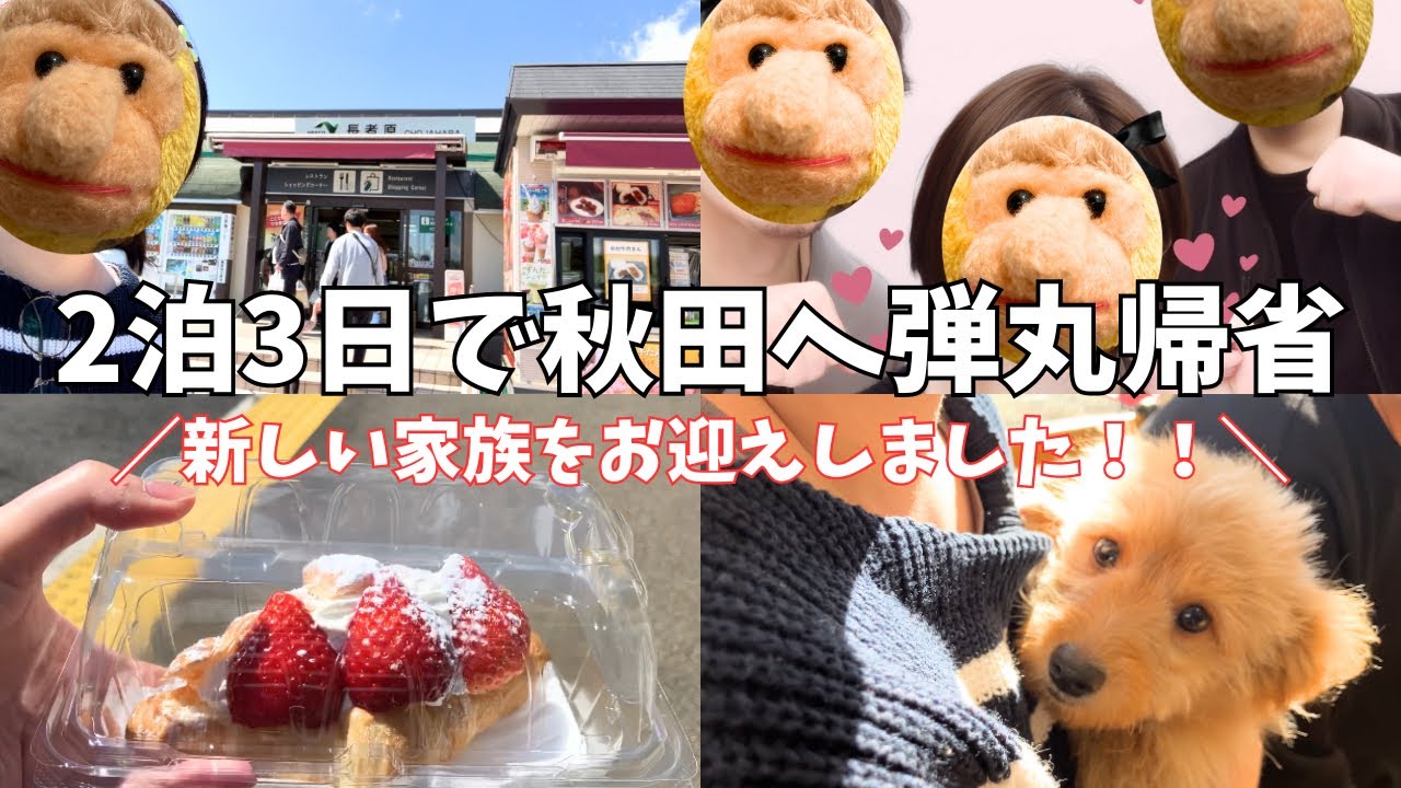 2泊3日の弾丸帰省！秋田の実家でわんちゃんお迎えしました！吉祥寺在住アラサー女【前編】