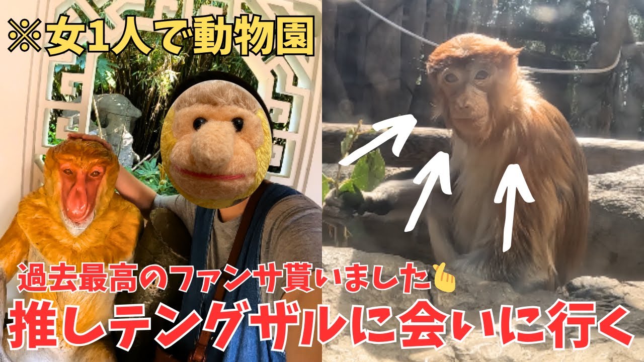 1人でも最高に楽しい！よこはま動物園ズーラシア！テングザル過去最高のファンサ貰いました